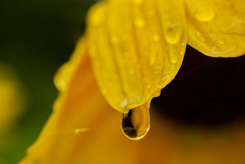 Regendruppels op zonnebloemlandschap