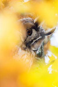 Un hibou moyen-duc en automne
