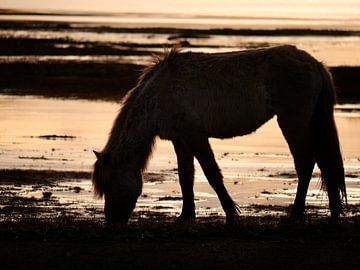 IJslands paard in het ochtendlicht van Judith van Wijk