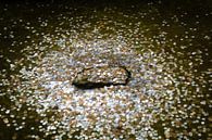 Pièces de monnaie dans un étang près d'un temple japonais par Marcel Alsemgeest Aperçu