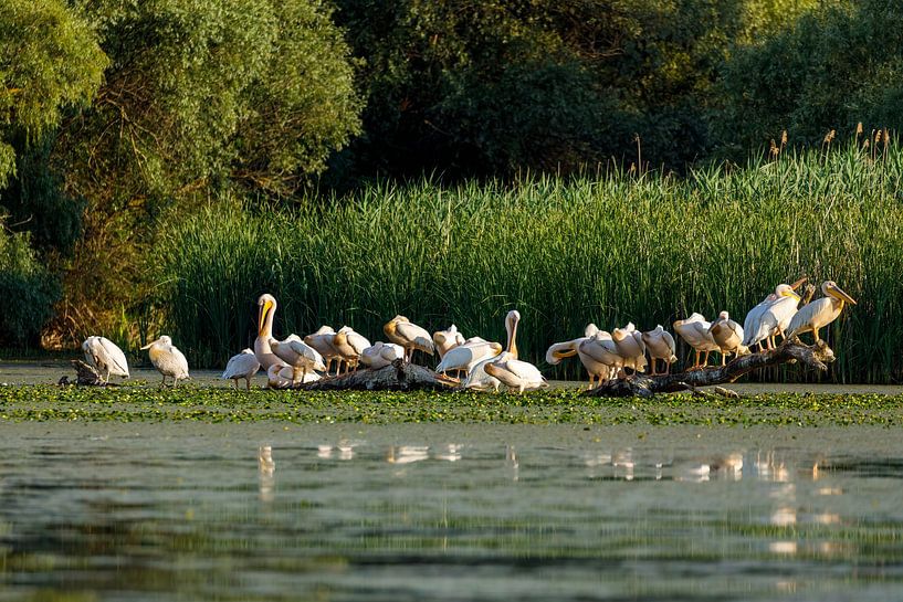 Pelikane im Donaudelta von Roland Brack