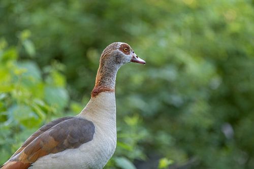 Waakzame nijlgans