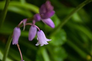 Nahaufnahme einer rosa Hyazinthe