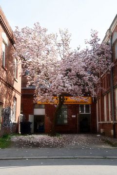 Magnolia sur Marcel Ethner