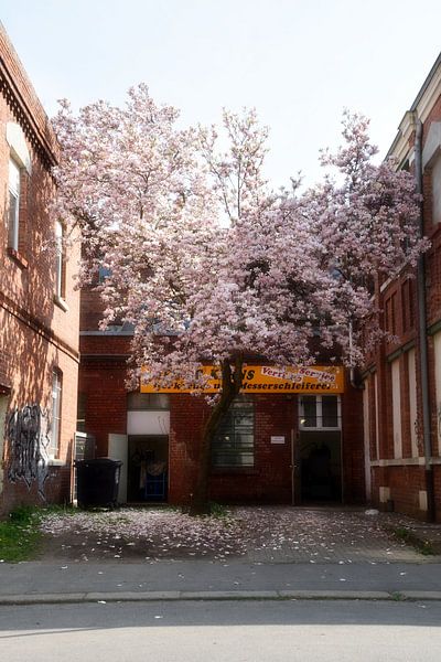 Magnolia by Marcel Ethner