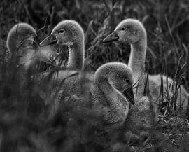 vier by Monique crandel