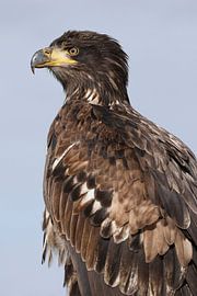 Bald Eagle (Haliaeetus leucocephalus) by Ronald Pol