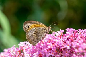 Schmetterling auf lila Blume im Frühjahr