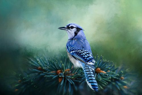 Blauwe Gaai - Vogel Op Groene Dennentak