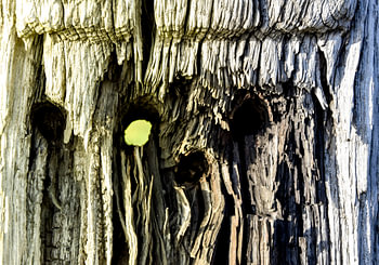Kijkgaatje hout