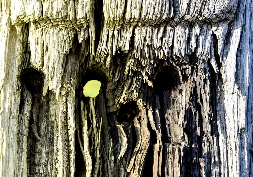 Kijkgaatje hout von Stef De Vos