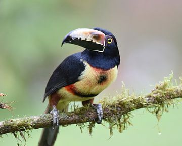 Birds of Costa Rica: Collared Aracari (Halsbandarassari) van Rini Kools