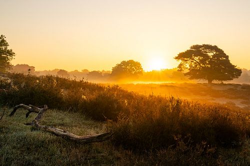 Westruper Heide, Haltern am See, Noordrijn-Westfalen, Duitsland