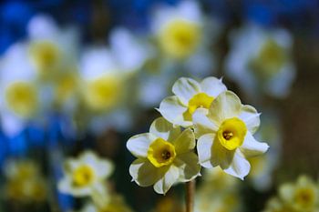 Frühlingsblumen (Narzissen)