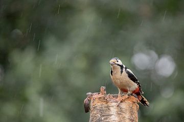 Grote bonte specht van Karin van Rooijen Fotografie