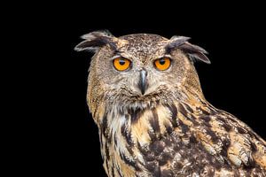 Portrait von Adler Eule oder Uhu mit schwarzem Hintergrund