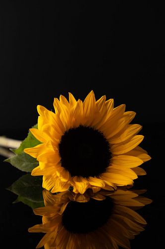 Large yellow sunflower