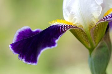Iris. van Margo Biewinga