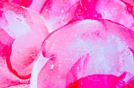 Wild roses in ice 2 van Marc Heiligenstein thumbnail