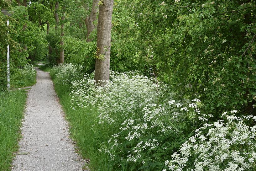 Blooming Cow parsley (Dutch lace) along shell path by Tjamme Vis