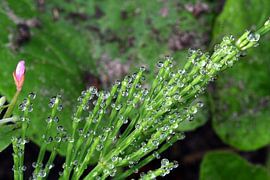 Condensation drops on weeds by Ab Donker