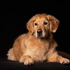 Portret van een Labrador van Special Moments MvL