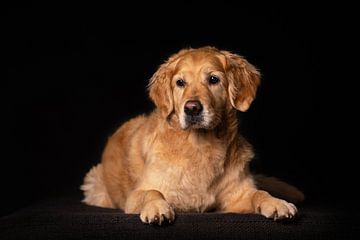 Portrait d'un Labrador