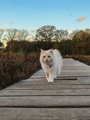 Elever un chat dans la forêt
