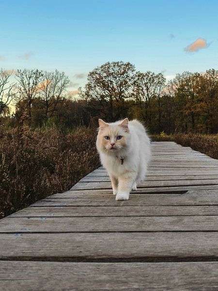 Breed cat in the forest by Ivana Luijten