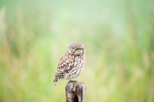 Steenuiltje op een stok