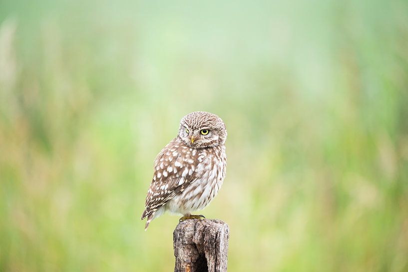 Petit hibou sur un bâton par mirka koot