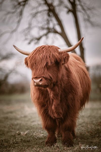 Bœuf des Highlands écossais par Hans-Bernd Lichtblau