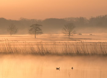Morning dew in pastel