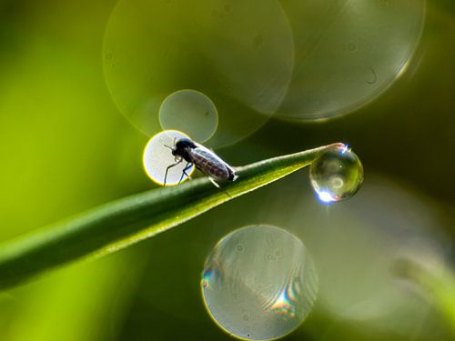 La mouche et la rosée