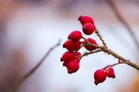 Red fruits