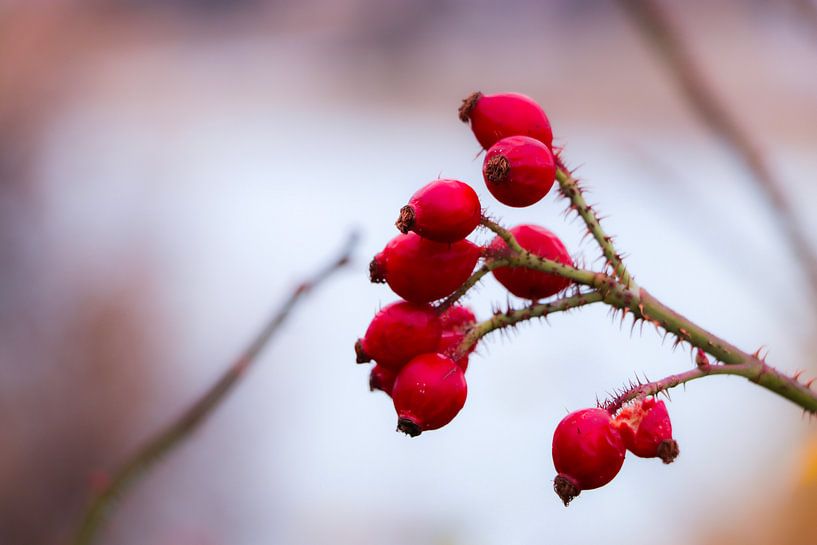 Red fruits by Cristina Vergara