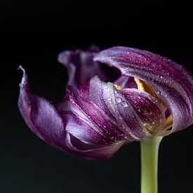Bloeiende paarse tulp met druppels van Jefra Creations