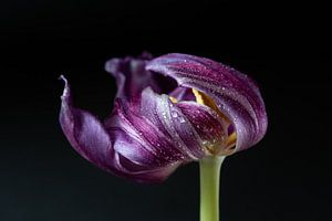 Bloeiende paarse tulp met druppels