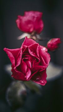 Rode rozen van AciPhotography