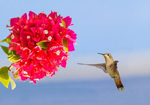 Flying hummingbird hovering in mid air in front of red flower