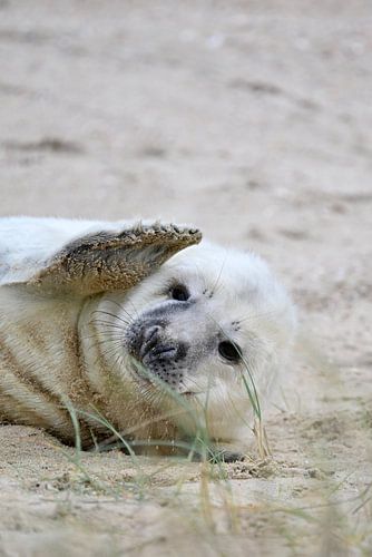 Seal pup on Vlieland