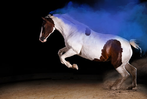 A piebald horse in mid-leap, with a cloud of blue dust rising above the sandy ground