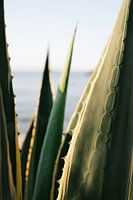 Agave in Ibiza