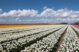 Tulpenfeld mit gelben, weißen und rosa Tulpen und einem schönen bewölkten Himmel