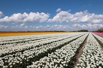 Tulpenveld met gele witte en roze tulpen en een prachtige wolkenlucht van W J Kok