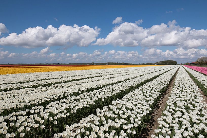 Tulip field with yellow white and pink tulips and a beautiful cloudy sky by W J Kok