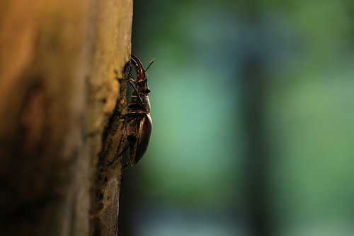 Male stag beetle on an oak tree bark in a deciduous forest, Baden-Wuerttemberg, Germany