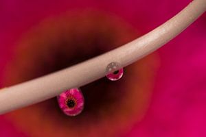 Gerbera gevangen in twee druppels. van Erik de Rijk