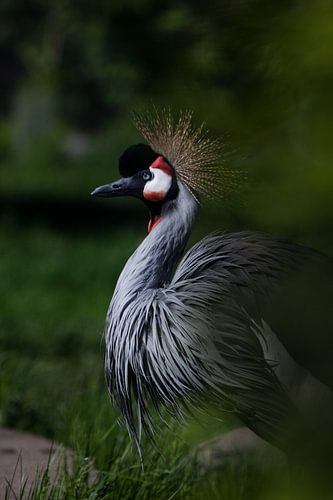 Gebogen nek van een gekroonde kraanvogel op een donkergroene achtergrond Afrikaanse vogel in profiel