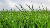 Gras
